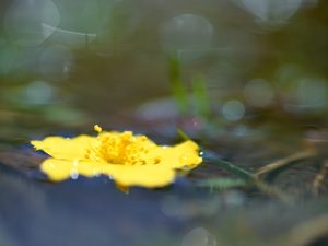 水に浮かぶ黄色い花